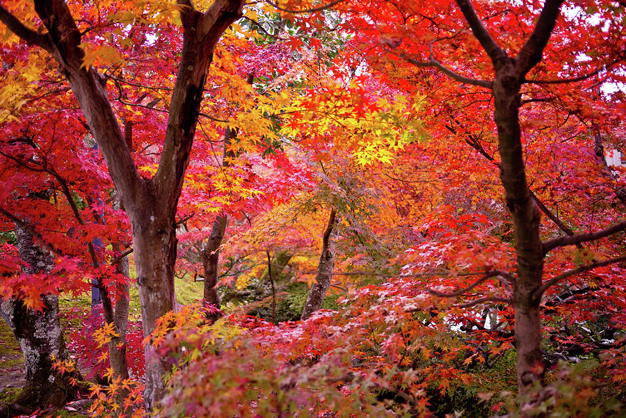 Japanese Maple Trees Photograph by I Love Photo And Apple.