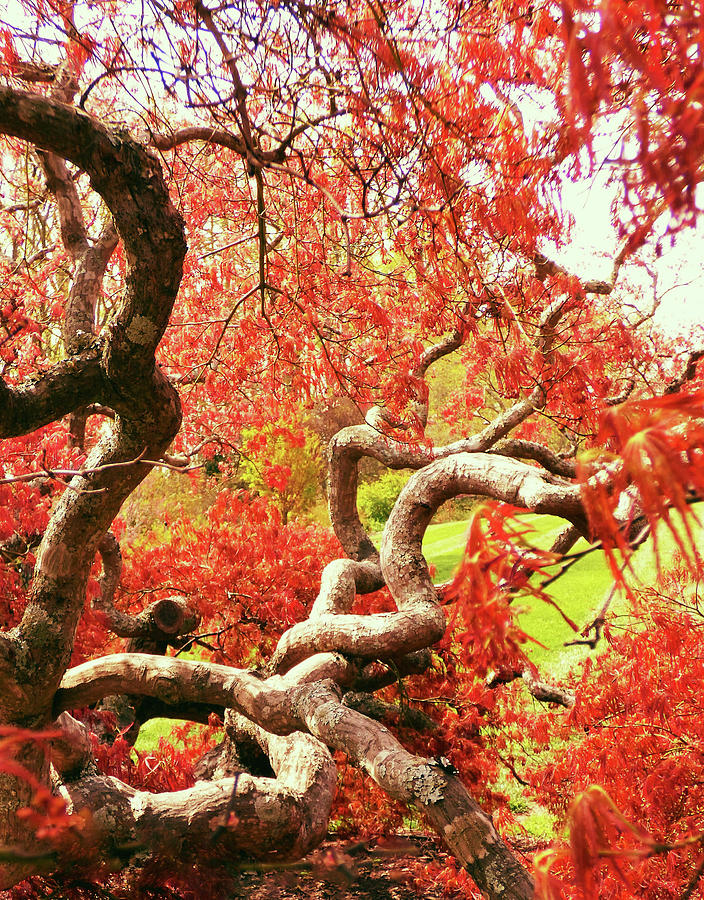 Japanese Maple Twists 300 Photograph by Sharon Williams Eng