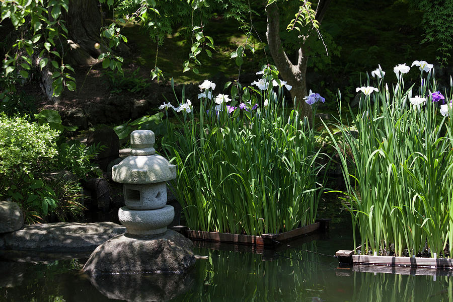 Japanese Marsh With Iris In The Pond Photograph by Martina Schindler