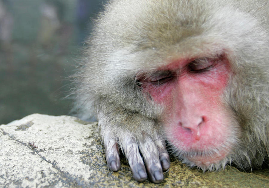 Japanese Monkey Bathes in a Hot Spring Photograph by Yuriko Nakao | Pixels