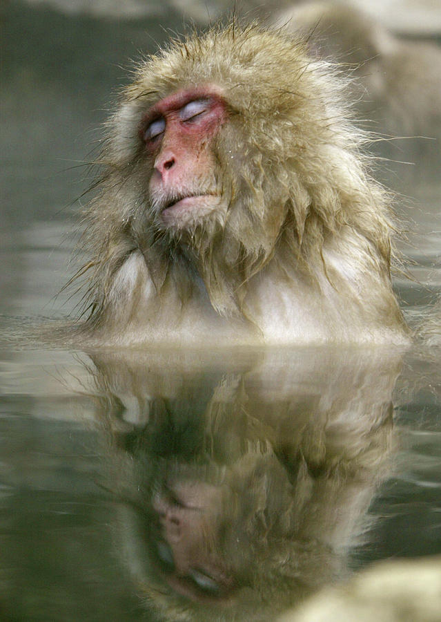 Japanese Monkey Bathes in Hot Spring Photograph by Kimimasa Mayama ...