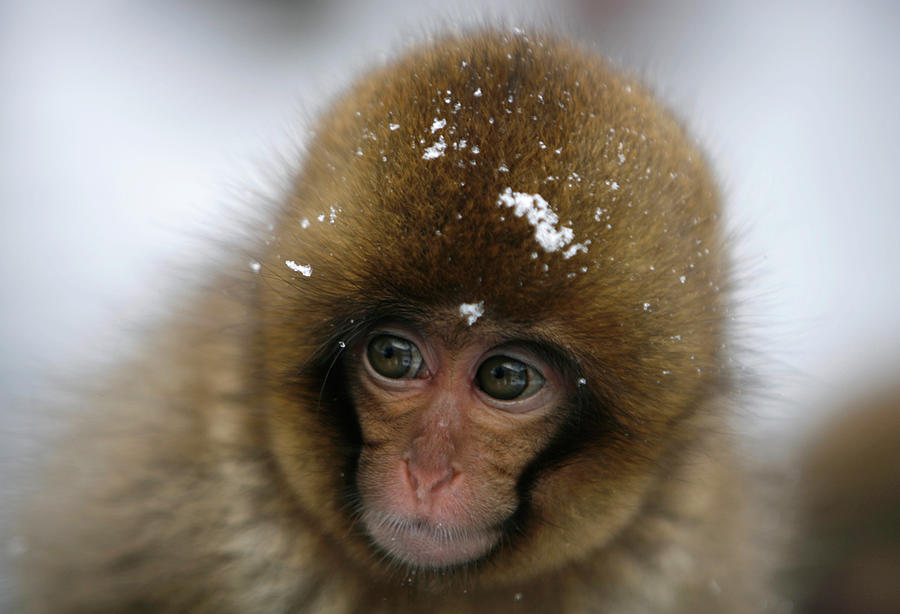 Japanese Monkey Soaks in Hot Spring Photograph by Yuriko Nakao - Fine ...