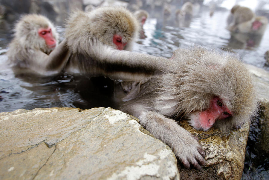 Japanese Monkeys Gather to Soak in Hot Photograph by Yuriko Nakao ...