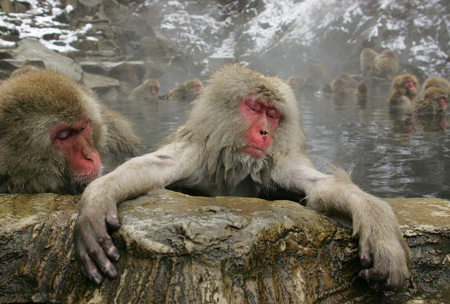 Japanese Monkeys Soak in Hot Spring Photograph by Kimimasa Mayama ...