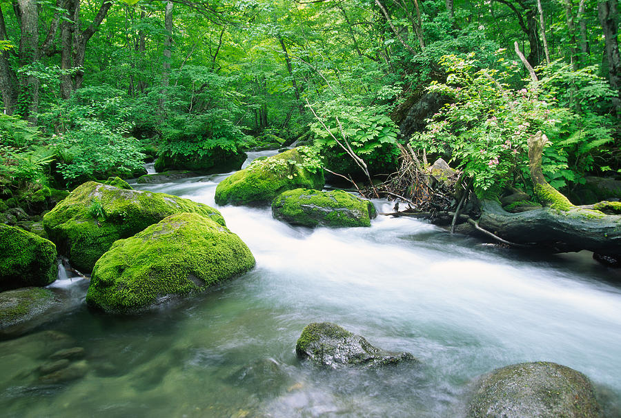Japanese Mountain Stream Photograph by Ooyoo