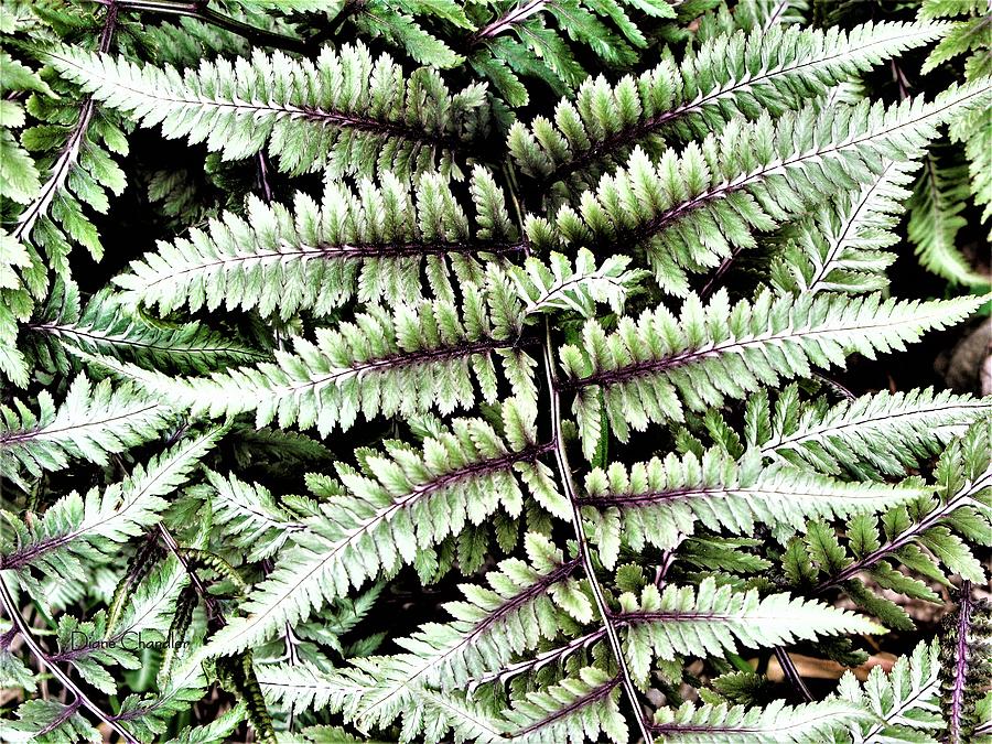 Japanese Painted Fern Photograph by Diane Chandler