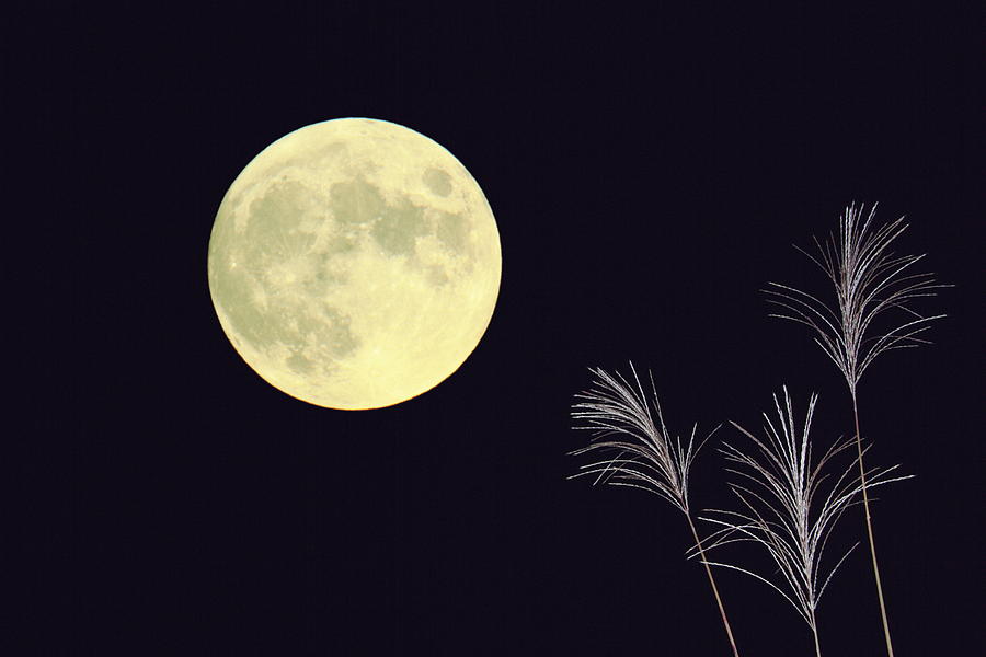 Japanese Pampas Grass And The Moon Photograph by Gyro Photography/amanaimagesrf