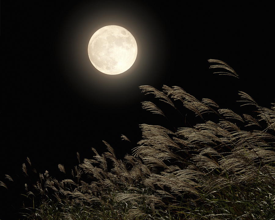 Japanese Pampas Grass Under Moon Photograph by Gyro Photography/amanaimagesrf
