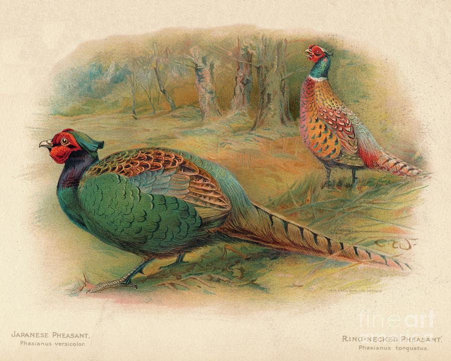 Japanese Pheasant Phasaianus Drawing by Print Collector