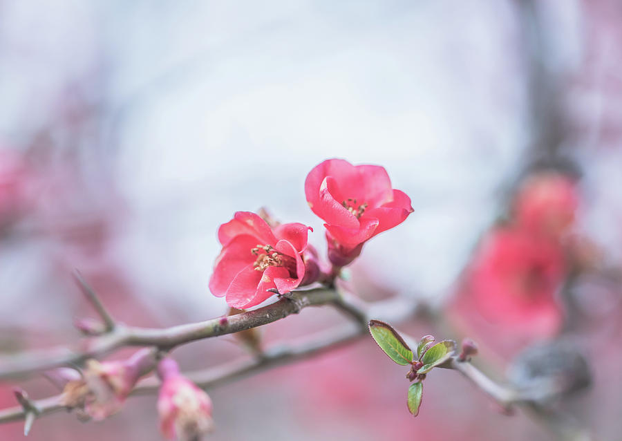 Japanese Quince Photograph by Lori Rowland