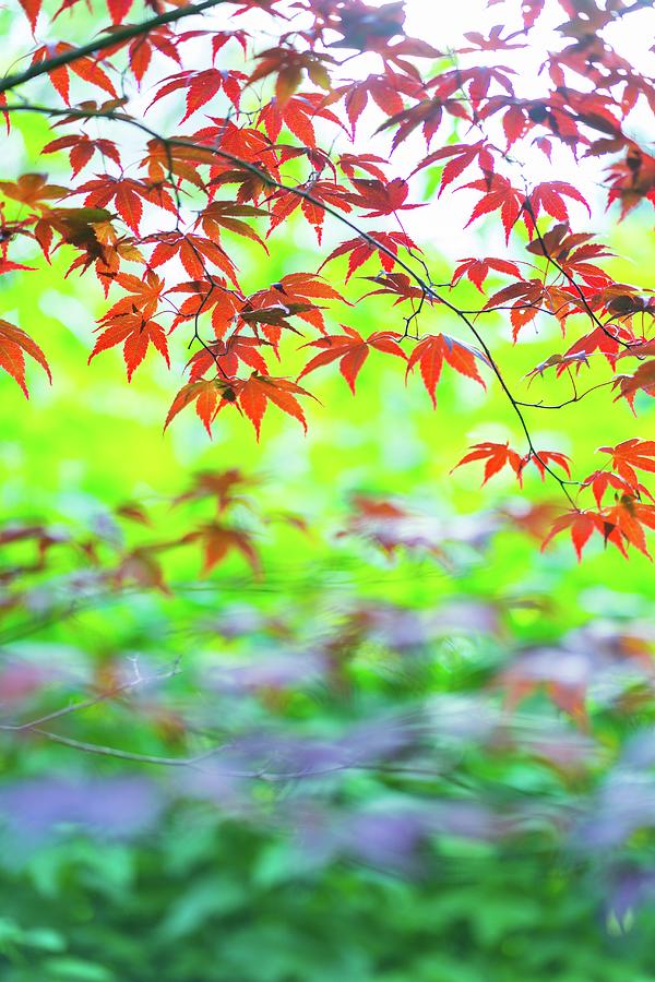 Japanese Red Maple Acer Japonicus Ilex Photograph By Juan Carlos Munoz 