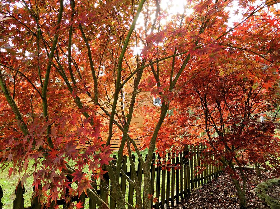 Japanese Red Maples Photograph by Karen Stansberry