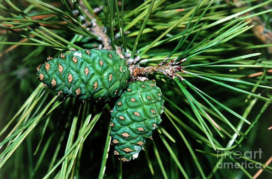 Japanese Red Pine Tree Cones Photograph by Robert J Erwin/science Photo Library