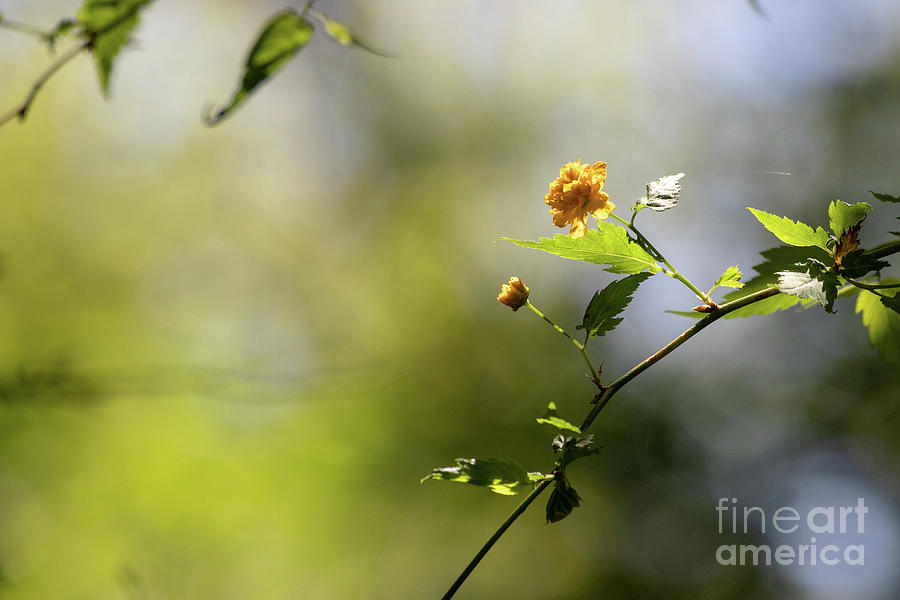 Botanical Gardens Photograph - Japanese Rose by Nicki Hoffman Botanical Gardens Photograph - Japanese Rose by Nicki Hoffman
