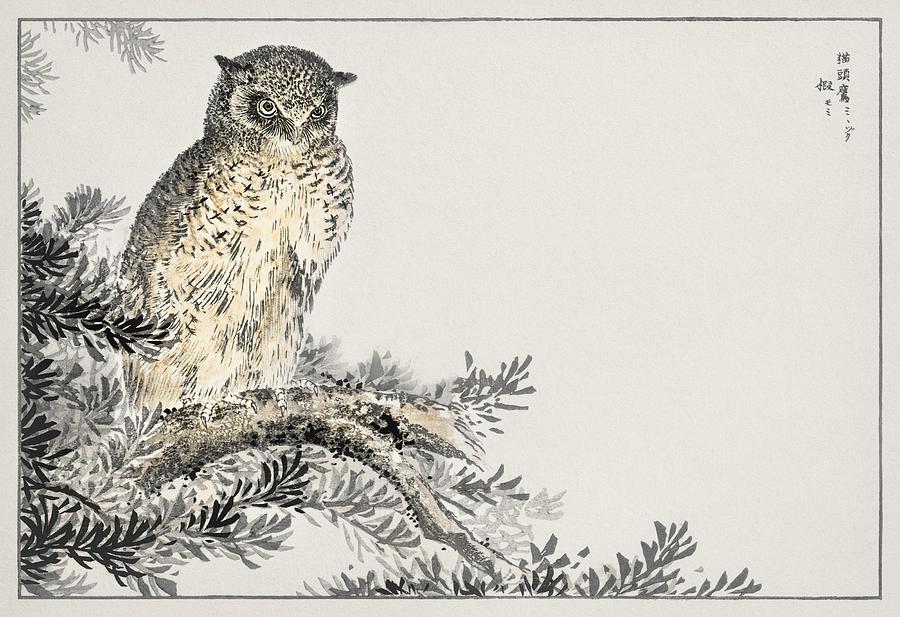 Japanese Scops Owl and Fir illustration from Pictorial Monograph of Birds 1885 by Numata Kashu 18 Painting by Celestial Images