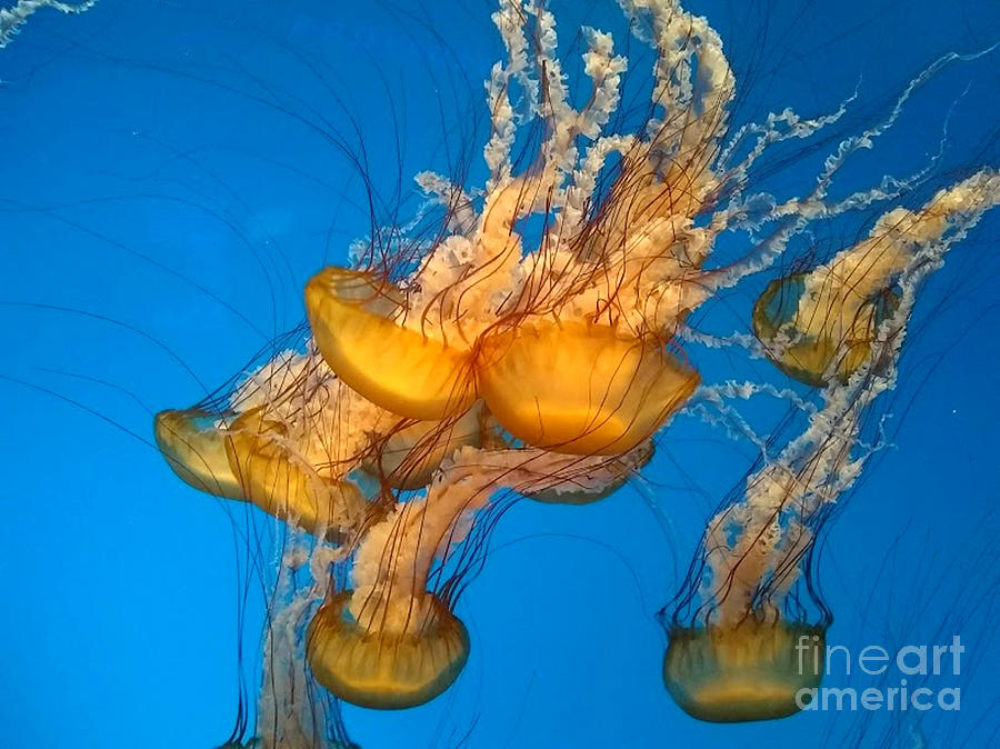 Japanese Sea Nettle II by Inscape Art Photography Japanese Sea Nettle II by Inscape Art Photography