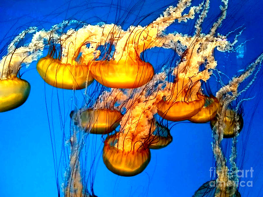 Japanese Sea Nettle, National Aquarium by Inscape Art Photography Japanese Sea Nettle, National Aquarium by Inscape Art Photography