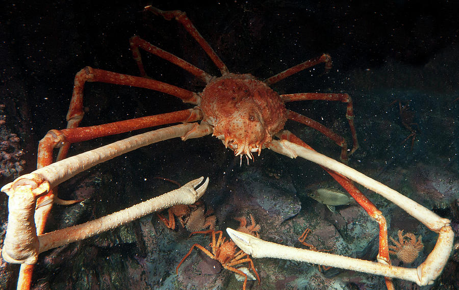 Japanese Spider Crab Macrocheira Photograph By Dante Fenolio