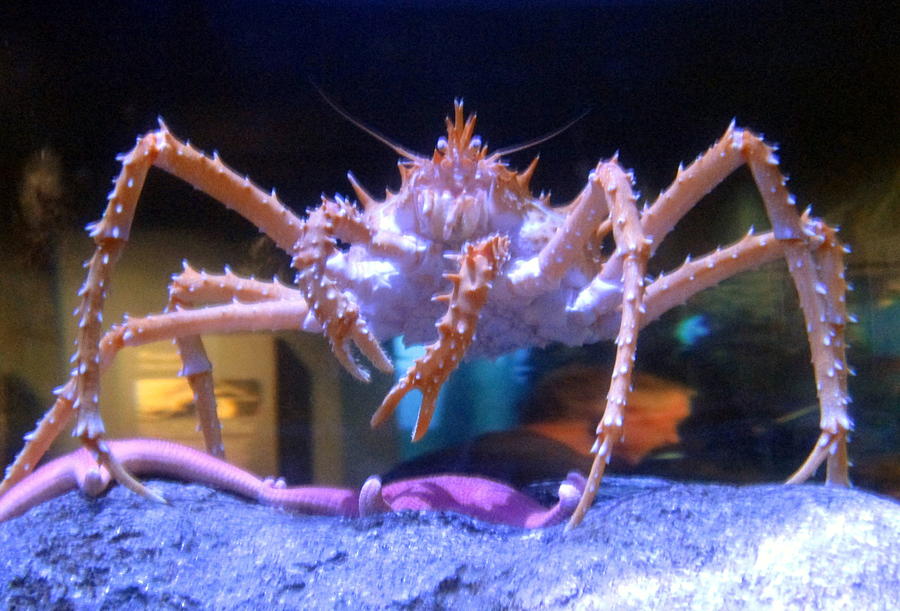 Japanese Spider Crab Photograph Photograph by Kimberly Walker