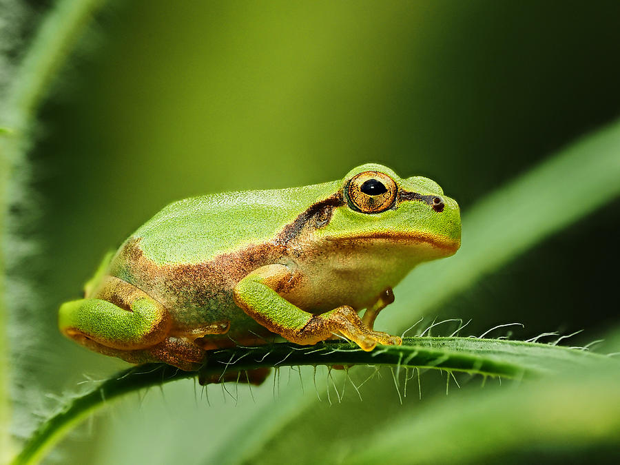 Nature Photograph - Japanese Tree Frog by Takiko Hirai