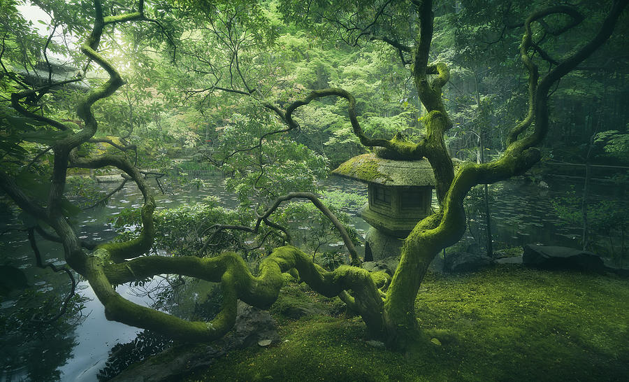 Japanese Tree Photograph by Javier De La Torre