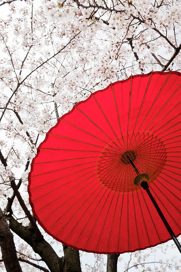 Japanese Umbrella Photograph by Ooyoo