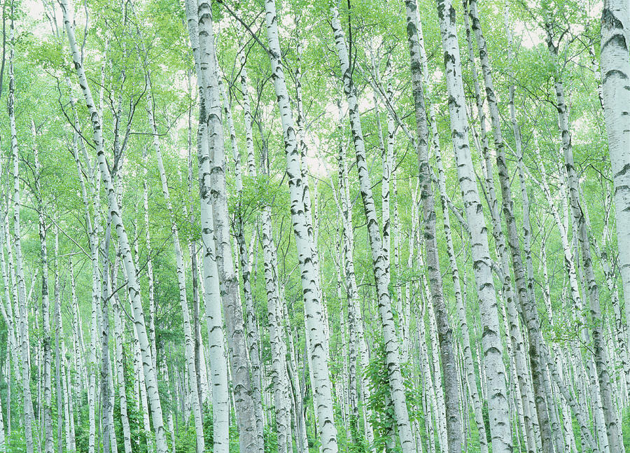 Japanese White Birch Woods Photograph by Mixa