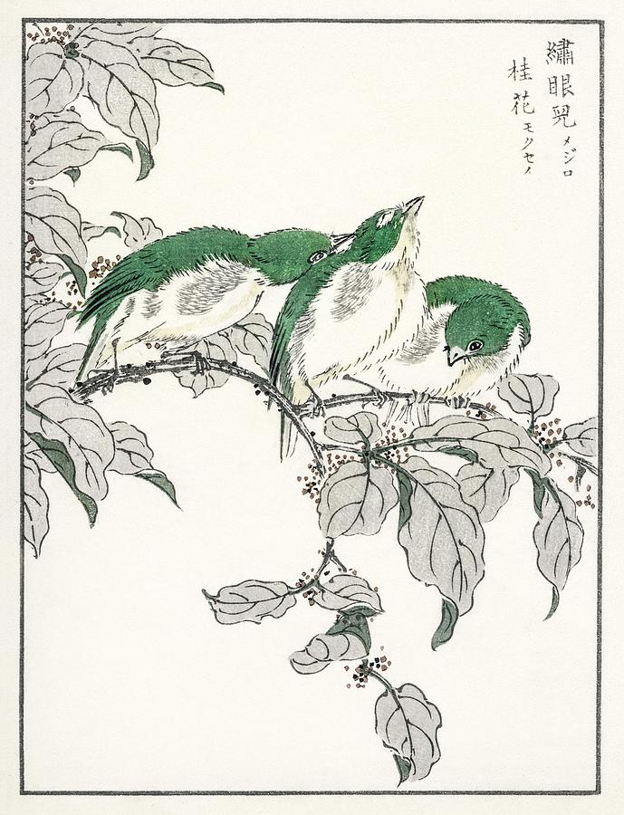 Japanese White-eye and Osmanthus Fragrans illustration from Pictorial ...