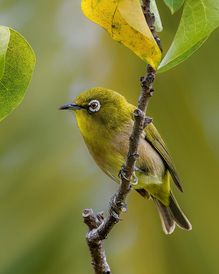 Japanese White Eye Photograph by Jian Xu - Fine Art America