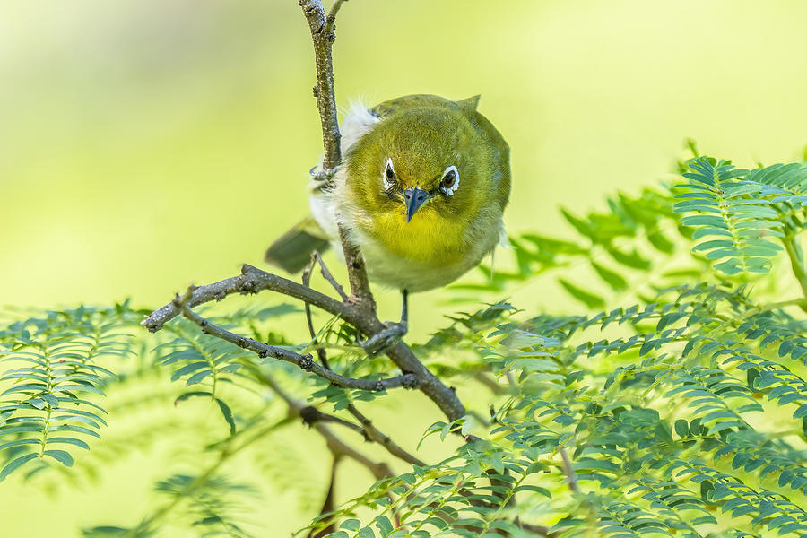 Nature Photograph - Japanese White-eye by Mike He