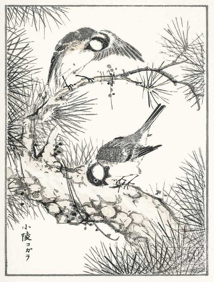 Japanese Willow Tit And Pine Tree Illustration From Pictorial Monograph Of Birds 1885 By Numata Ka Painting