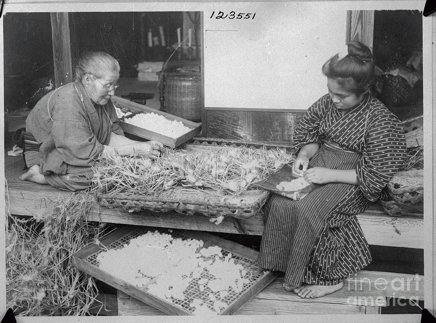 Japanese Women Picking Silk Worm Cocoons Photograph by Bettmann