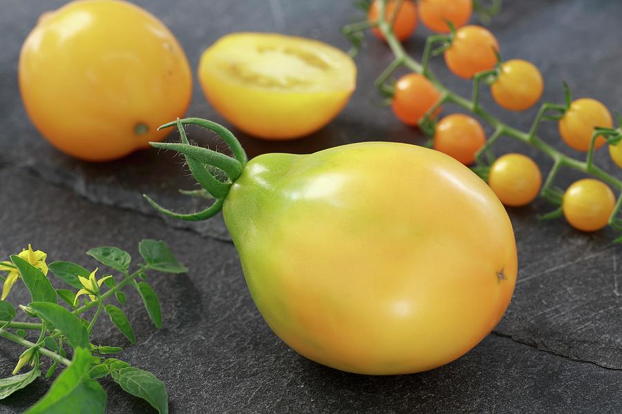 Japanese Yellow Triefele Tomatoes Photograph by Albert Fritz