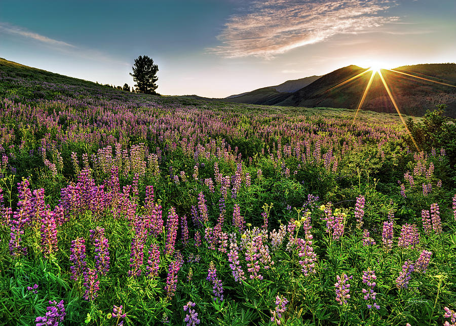 Jarbidge Mountain Wildflowers Photograph by Leland D Howard