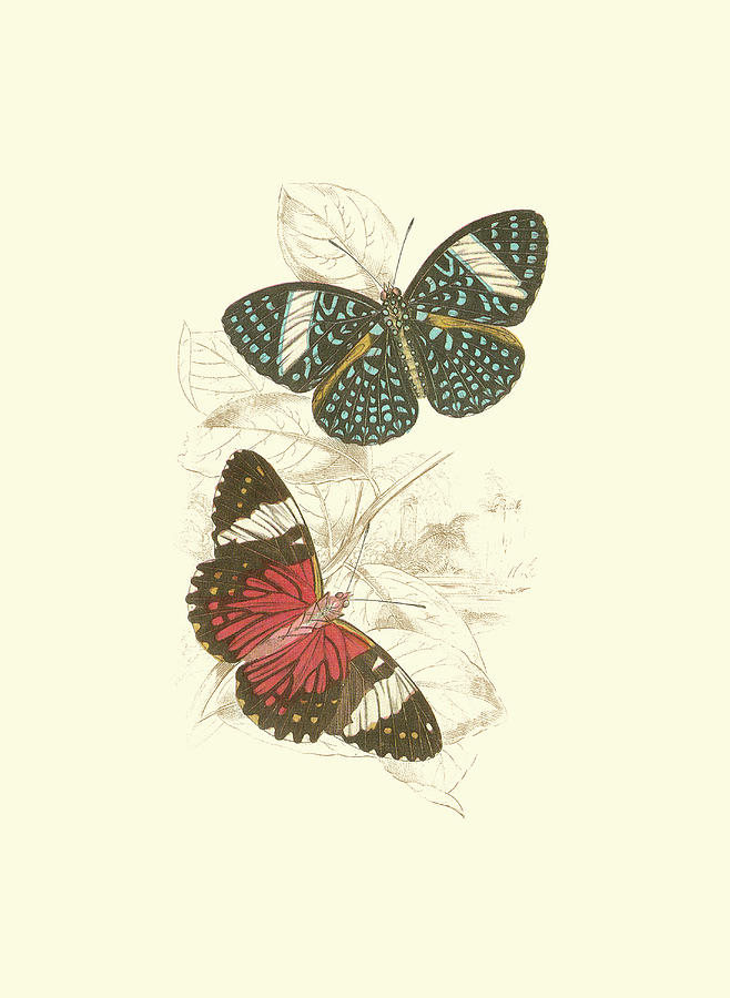 Jardine Butterflies I Painting by Sir William Jardine - Fine Art America