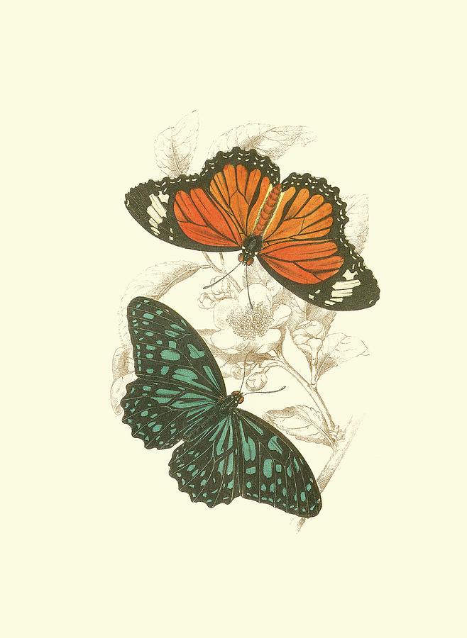 Jardine Butterflies II Painting by Sir William Jardine - Pixels