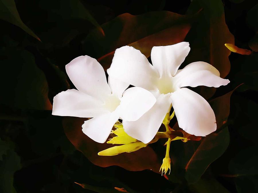 Jasmine Flower Painting