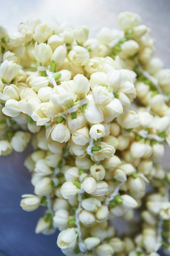 Jasmine Flowers; Buds Still Closed Photograph by Greg Rannells - Fine ...