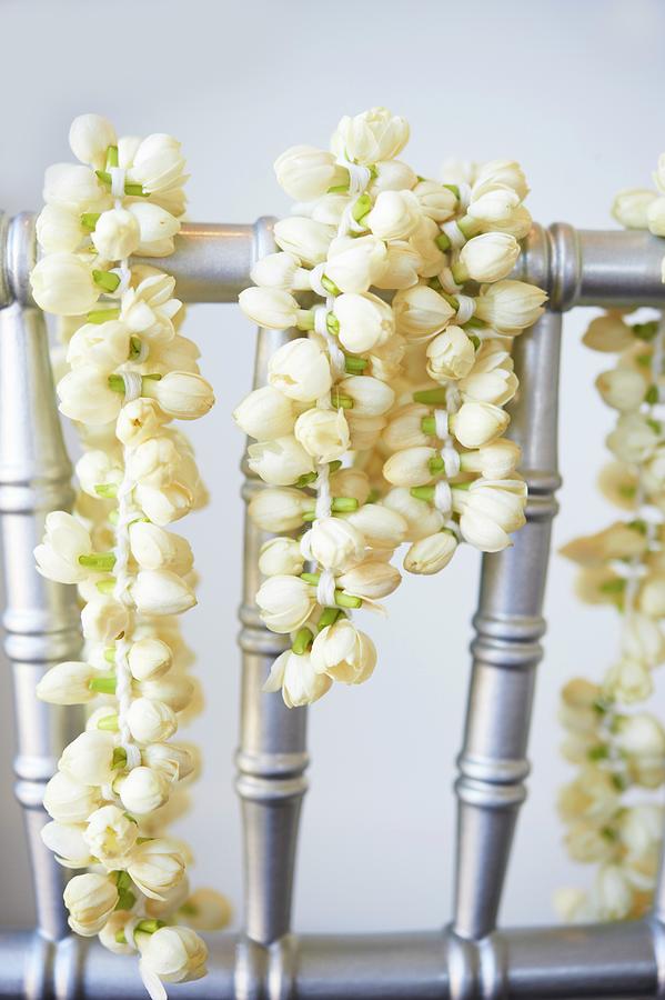 Jasmine Flowers With Buds Closed Hung Over A Railing Photograph by Greg Rannells