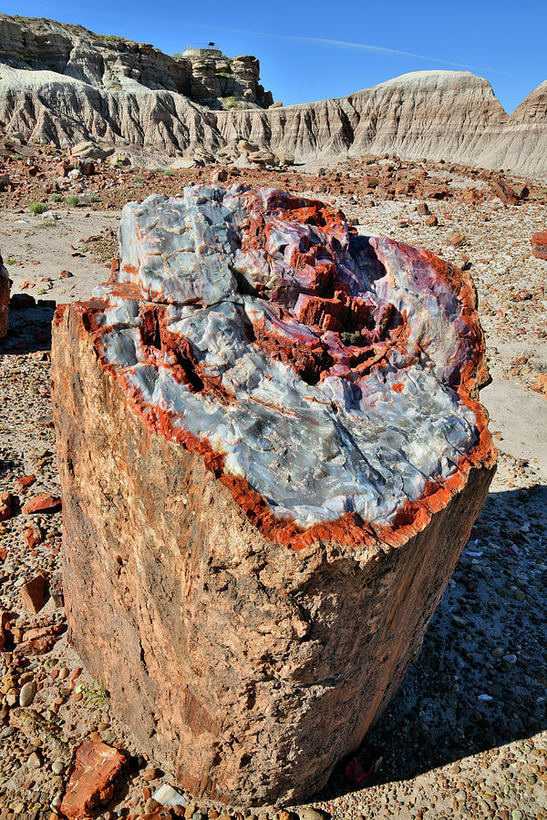 Jasper Forest Petrified Stump Photograph by Ray Mathis