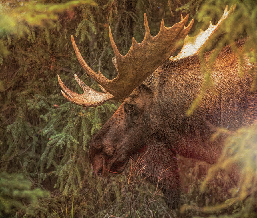 Jasper National Park Moose by Dan Sproul Jasper National Park Moose by Dan Sproul