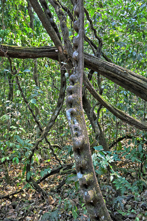 Jatoba Tree. Cerrado Forest Photograph by Angelo Gandolfi / Naturepl ...