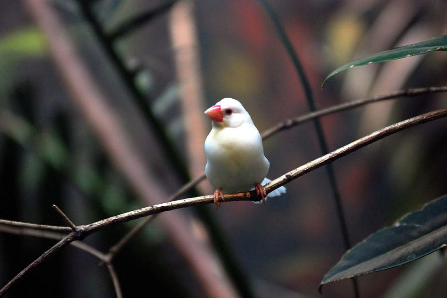 Java Finch Photograph by Floridapfe From S.korea Kim In Cherl