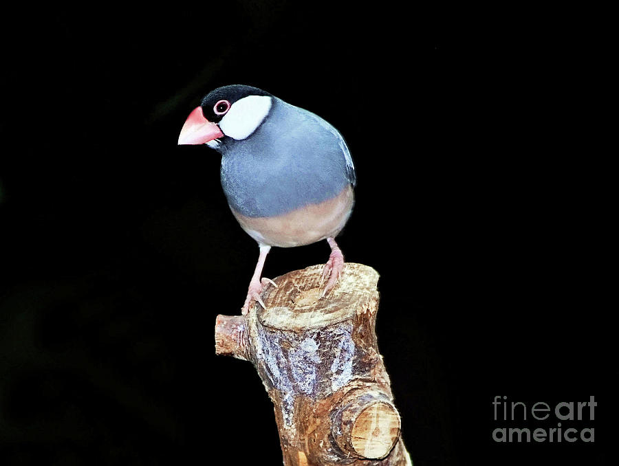 Java Sparrow Photograph by Elaine Manley