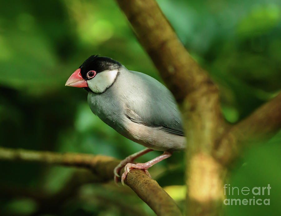 Java sparrow on a branch Photograph by Ragnar Lothbrok