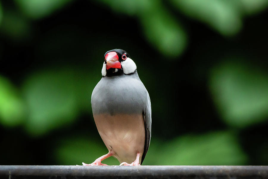 Java Sparrow Photograph by SAURAVphoto Online Store