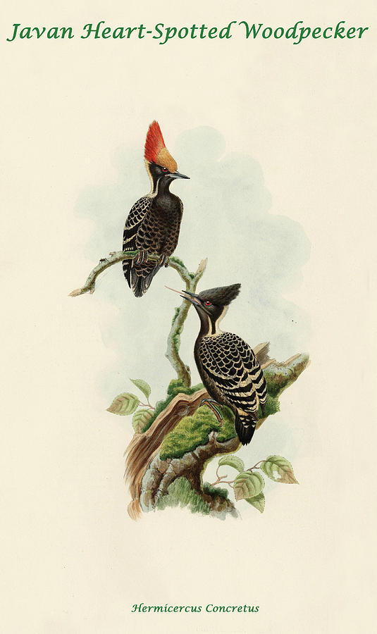 Javan Heart-Spotted Woodpecker Painting by John Gould