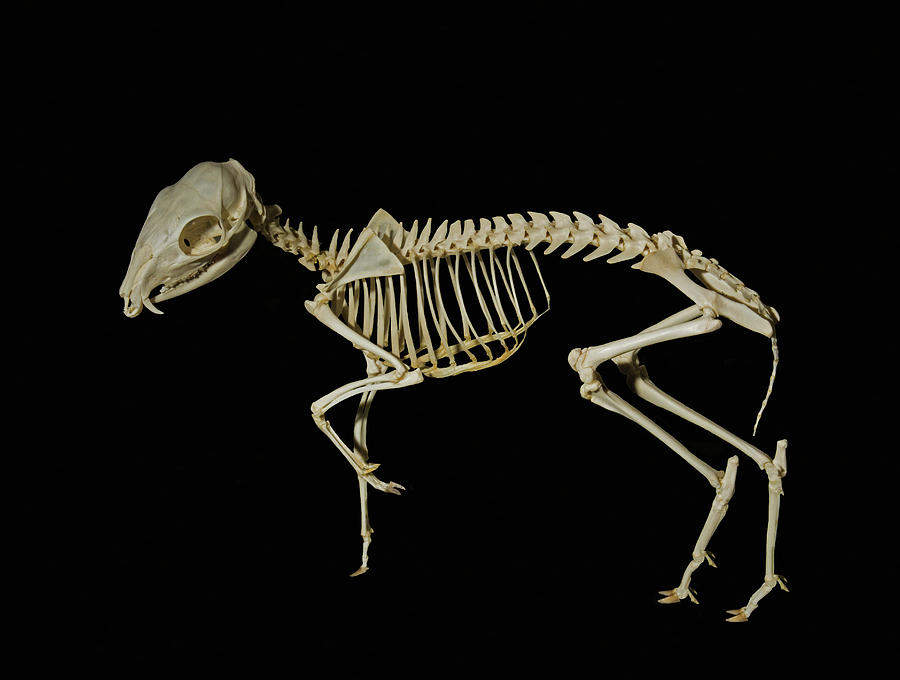 Javan Mouse-deer Skeleton Photograph by Millard H. Sharp