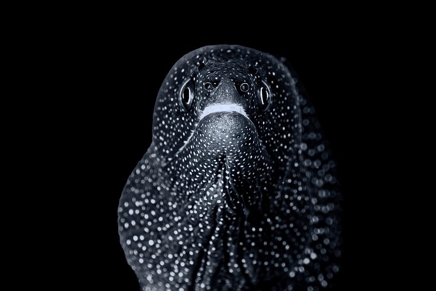 Javanese Moray Eel Portrait Photograph by Serge Melesan