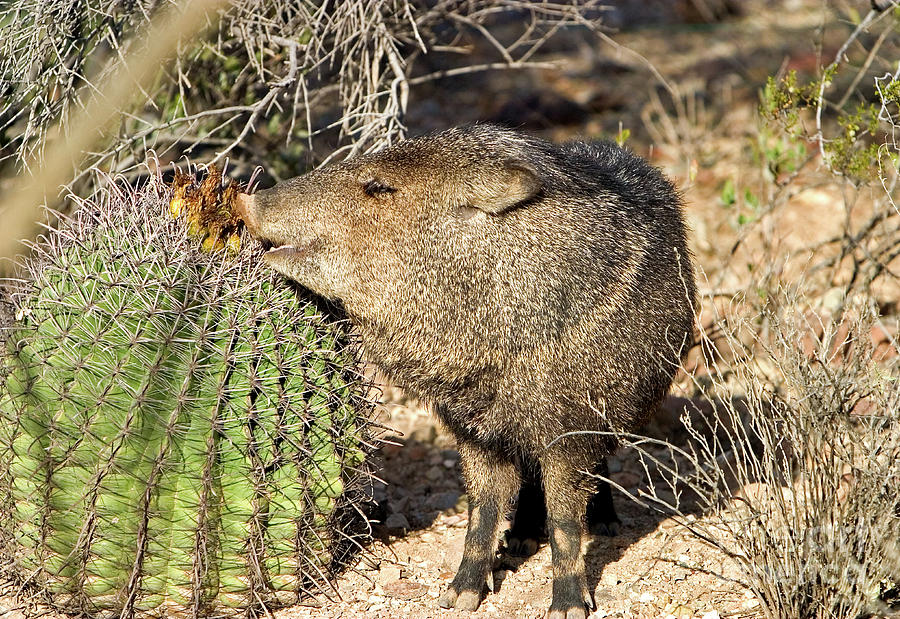 Javelina eating cactus fruit Photograph by Damian Davies - Pixels